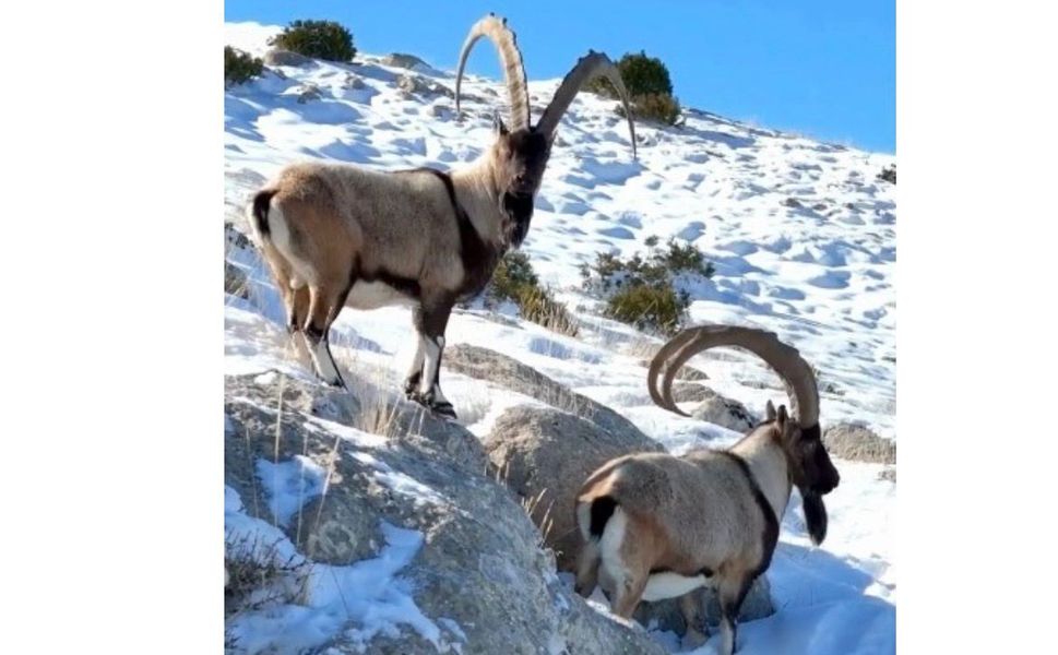 Afşin ve Çevre İlçelerde Yaban Keçileri Görüntülendi