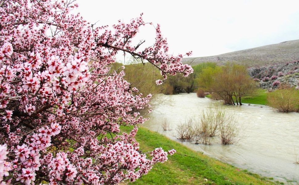 Afşin’de Görsel Şölen: Hurman Çayı Pembe Çiçeklerle Canlandı