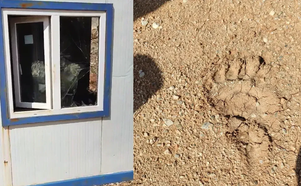 Ayı, Mermer Ocağını Savaş Alanına Çevirdi