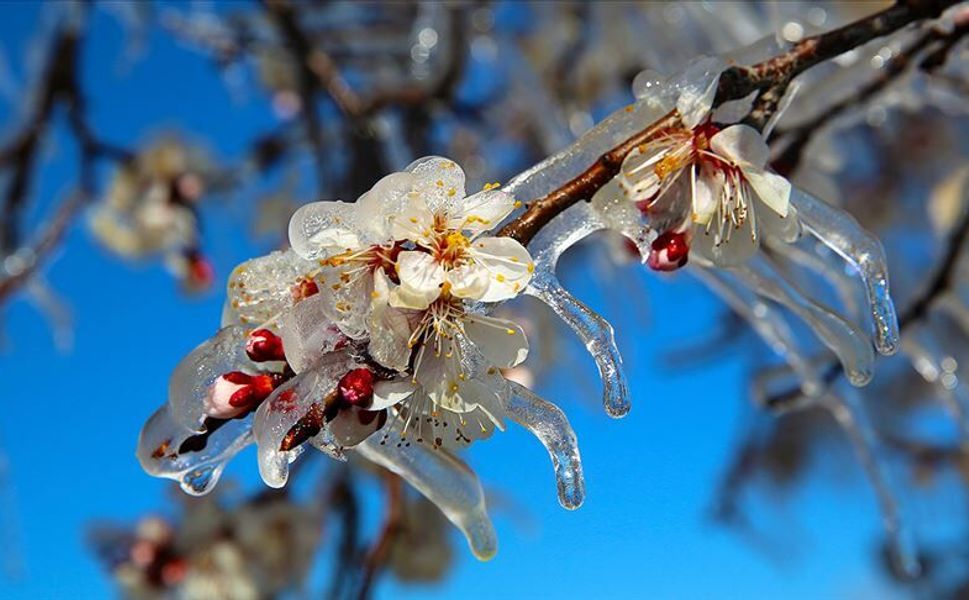 Bakanlık Zirai Don Uyarısı Üreticiyi Endişelendirdi