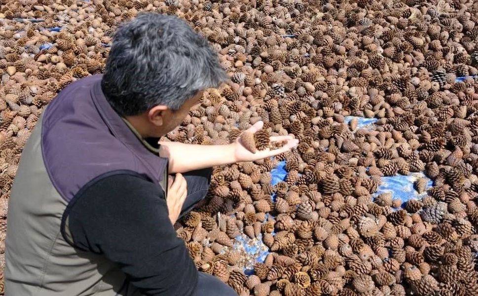 Kahramanmaraş’ta Ormanlar Yeniden Canlanıyor: Kızılçam Tohumları Hazır
