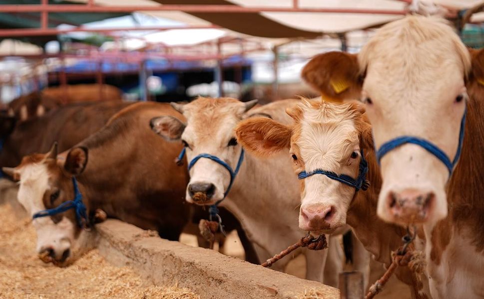 Afşin'de 2026 Kurbanlık Fiyatları Açıklandı