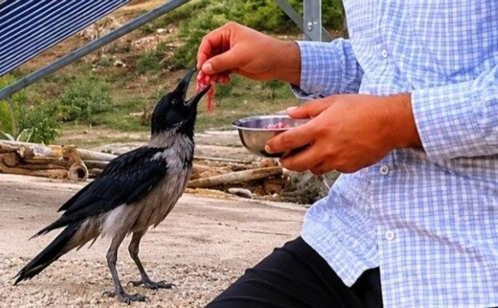 Yaralı Karga Tedavi Edilerek Doğaya Bırakıldı