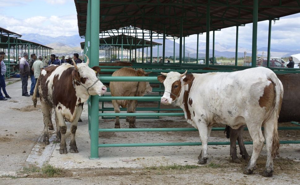 Afşin’de Kurban Kesim Ücretleri Belli Oldu