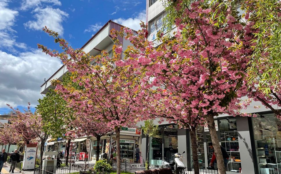 Afşin’de Japon Süs Kirazları Çiçek Açtı