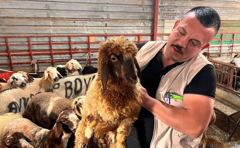 Hayvan Pazarında Sakinlik Hakim