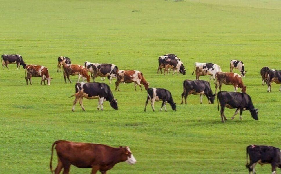 Afşin’de 708 Dekarlık Mera Projesi Hizmete Giriyor