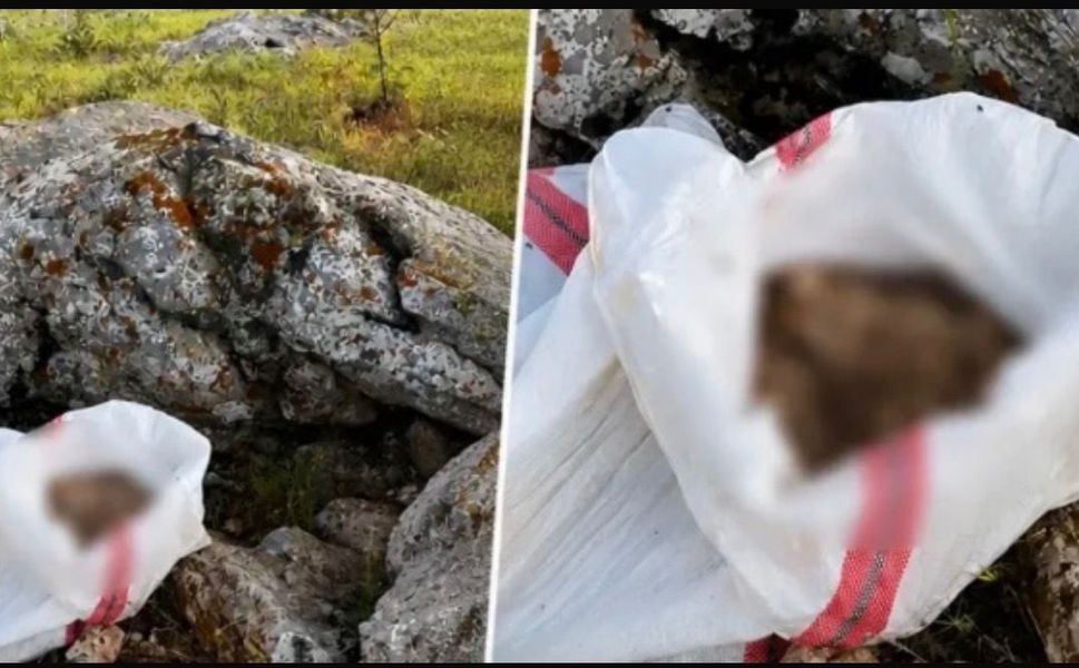 Araziye Çuval İçinde Atılan Ölü Eşek Görüntüleri Tepki Çekti