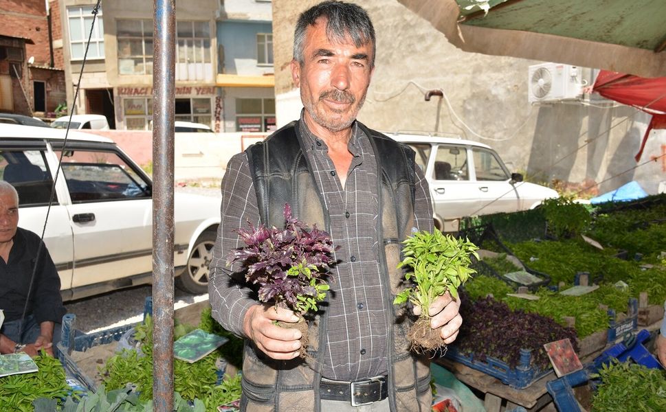 Afşin’de Fide Sezonu Başladı