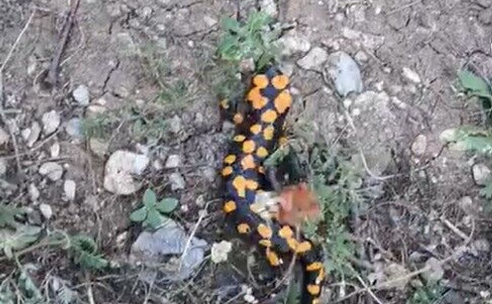 Nesli Tehlike Altındaki Benekli Semender Görüldü