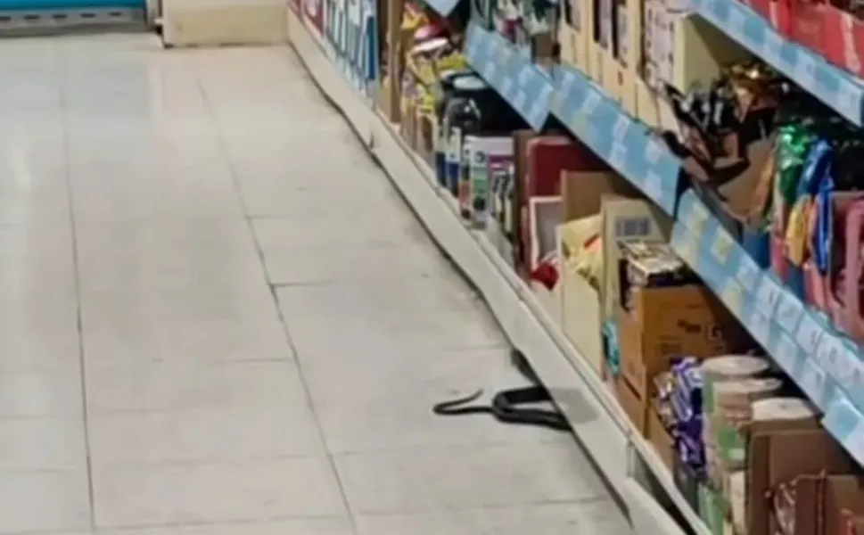 Zincir Markette Yılan Paniği