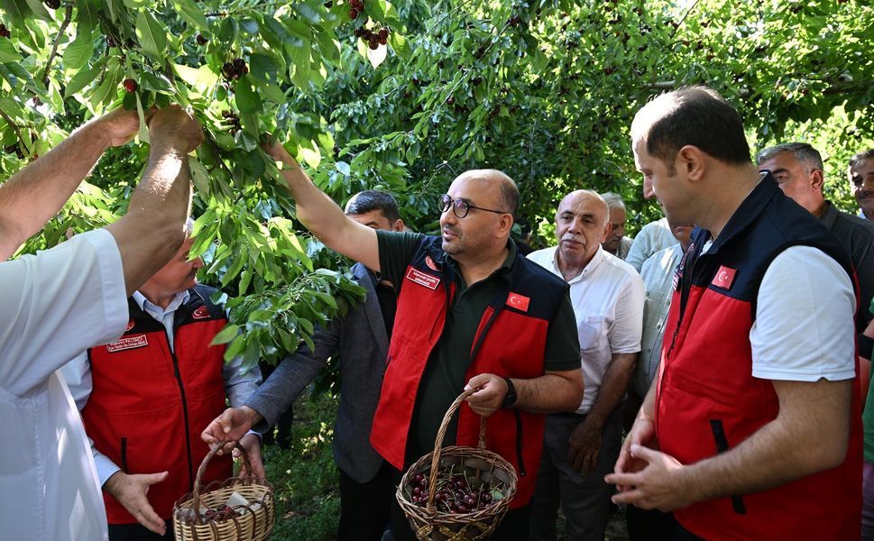 1600 Rakımda Yetişiyor, Avrupa'ya İhraç Ediliyor: Çığşar Kirazı Göz Dolduruyor