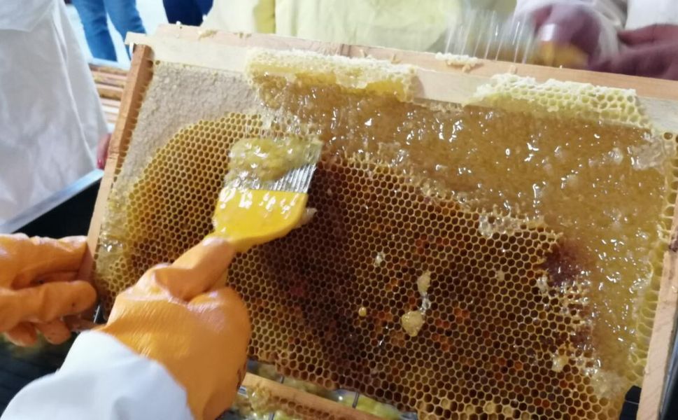 Afşin'de 2026 Bal Fiyatları Açıklandı