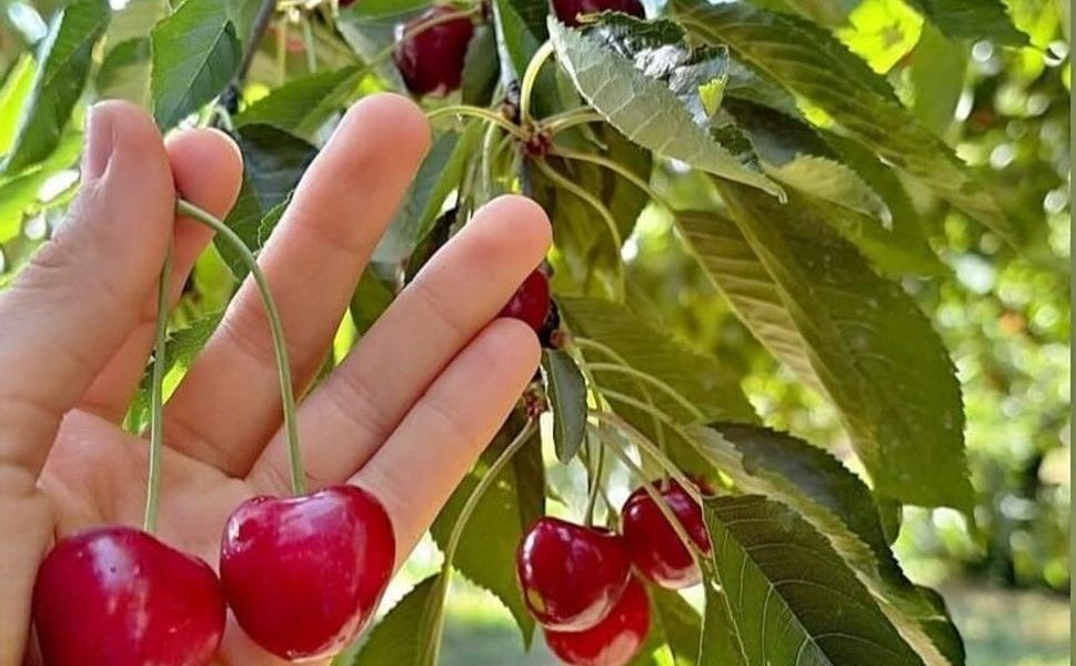 Andırın'da Çığşar Kirazında Hasat Başladı
