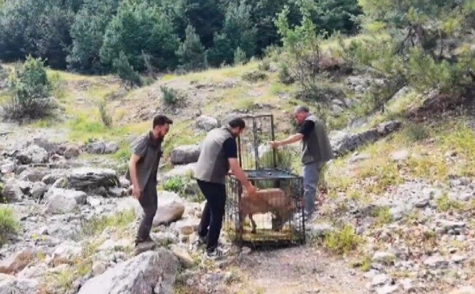 Yaralı Dağ Keçisi Tedavi Edilip Doğaya Salındı