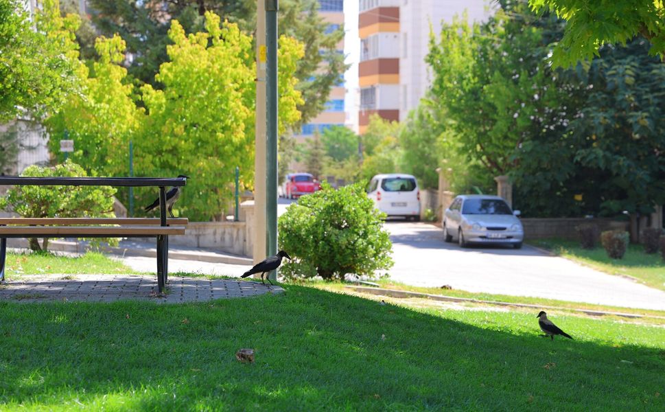 Kargaların Adresi Belli Oldu! Parkı Mesken Tuttular