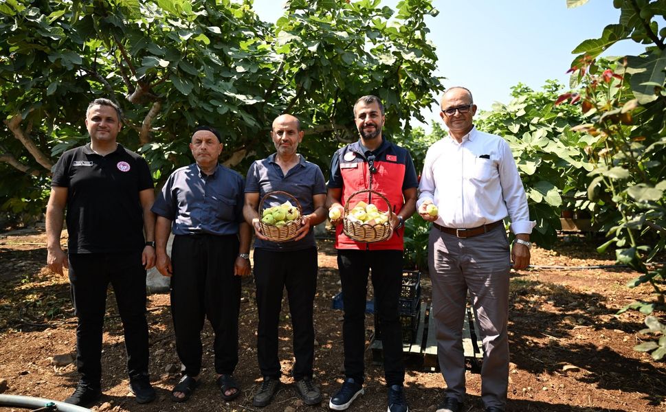 Abbas İncirinde Hasat Başladı: İlk Ürünler Toplandı