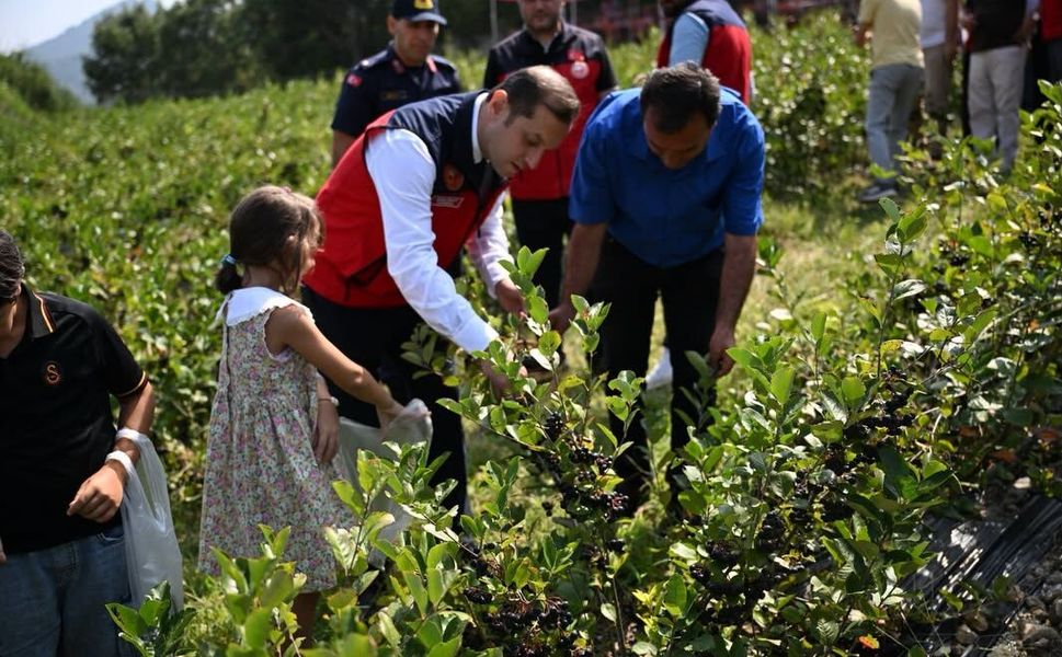 Andırın’da Mor Bereket! Aronya Hasadı Üreticinin Yüzünü Güldürdü
