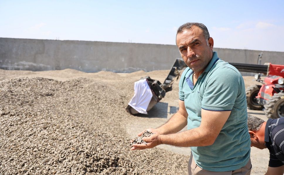 Yağışlar Bereket Getirdi! Ay Çekirdeğinde Rekolte Rekoru