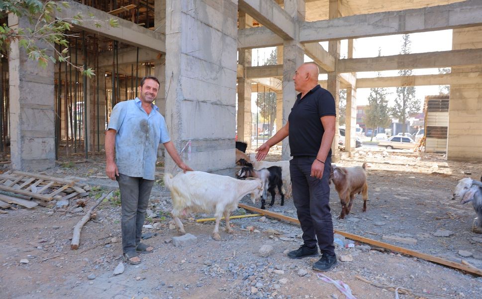 Başıboş Gezen 9 Keçinin Sahibi Aranıyor