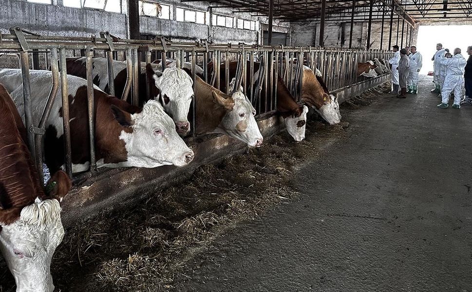 Elbistan’ın Ardından Göksun’da da Şap Alarmı! Hayvan Borsası Kapatıldı