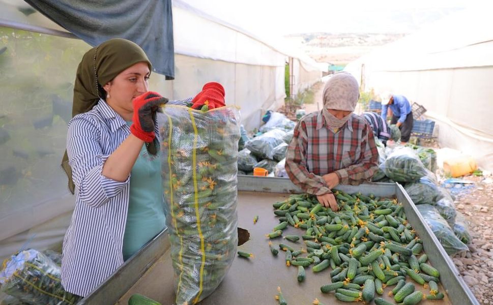 Tarlada 30 TL, Markette 60 TL! Kahramanmaraş’ta Hasat Başladı