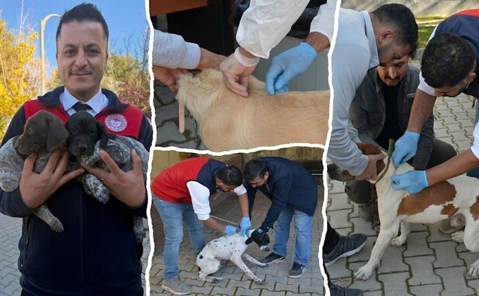 Afşin’de Kuduzla Mücadele Etkinliği: Kedi ve Köpeklere Aşı Yapıldı