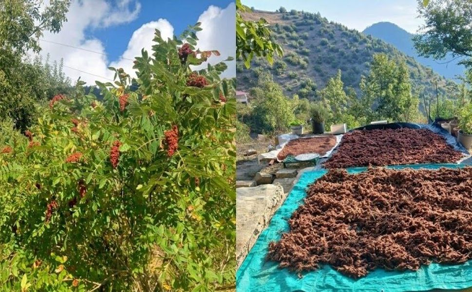 Dalından Toplanıyor, Kurutulup Sofralara Ulaşıyor