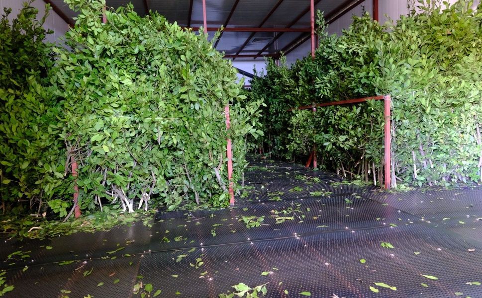 Defne Üretimi İçin Yeni Adım: 450 Hektar Rehabilite Edilecek