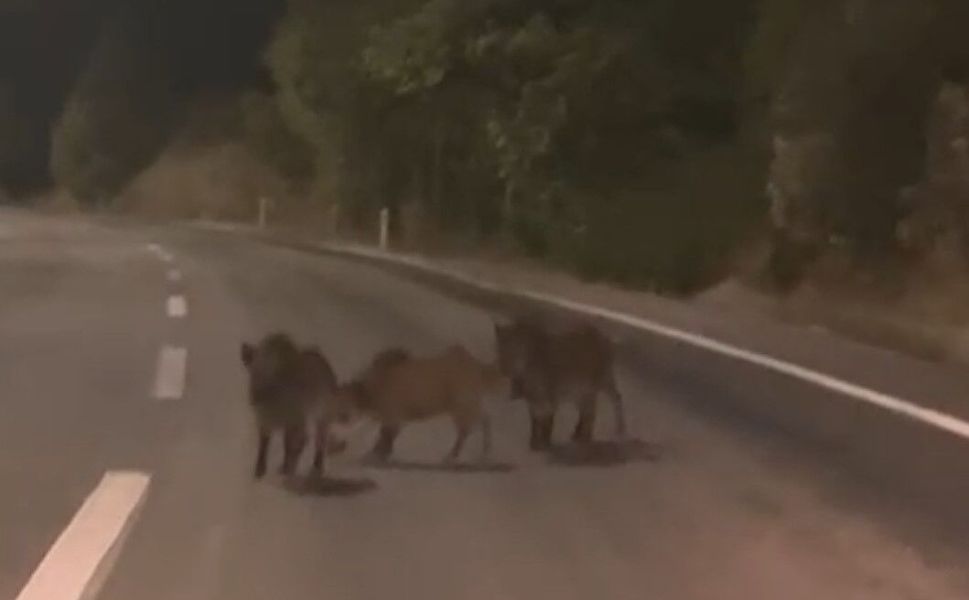 Yolda Bir Anda Karşısına Çıktı! Domuz Sürüsü Böyle Görüntülendi