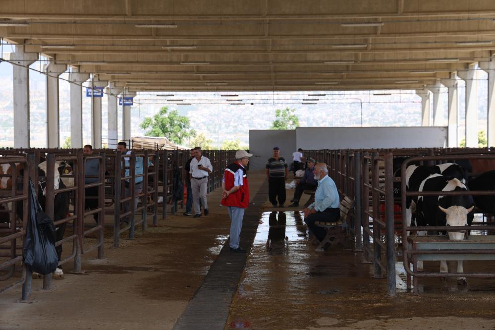 Kurban Pazarının En Büyük Tosunu 230 Bin Liraya Satışta(1)