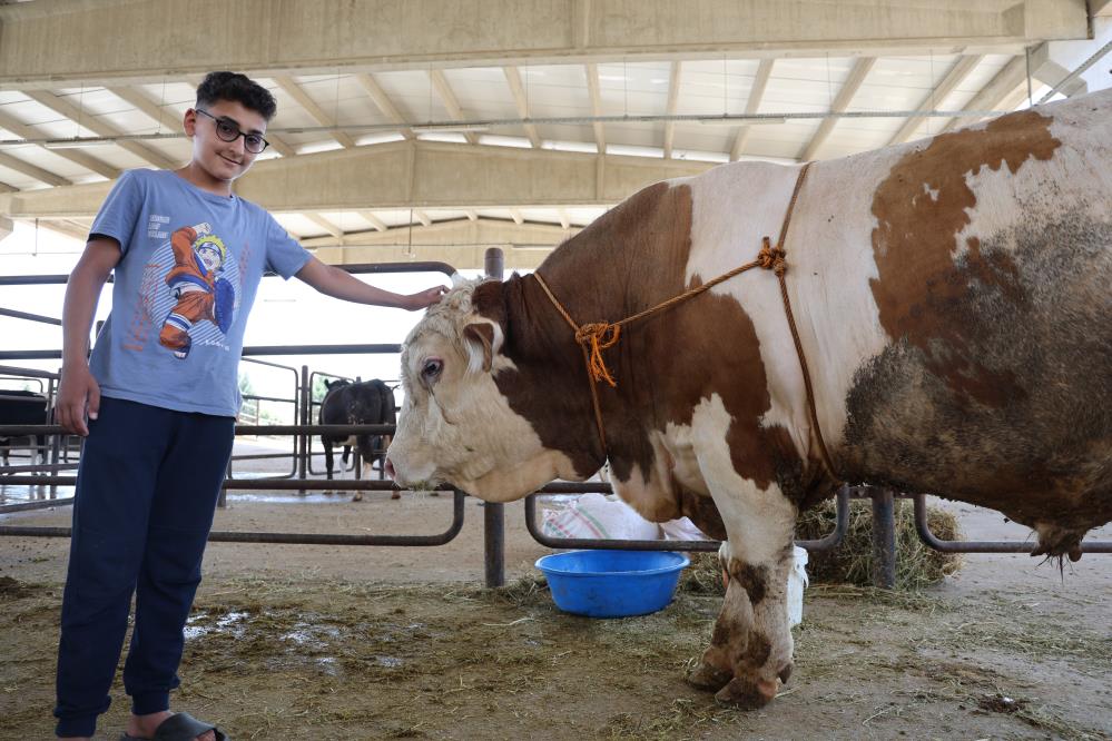 Kurban Pazarının En Büyük Tosunu 230 Bin Liraya Satışta(2)