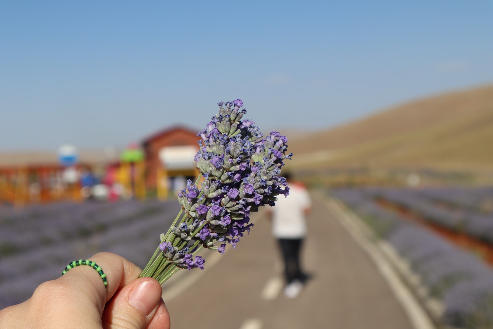 Lavanta Bahçesi Ziyaretçilerini Ağırlıyor (16)