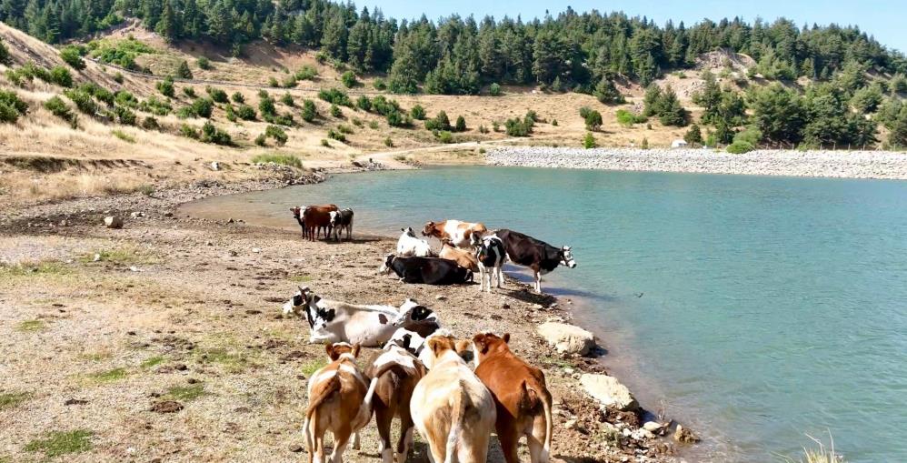 Sıcaktan Bunalan Inekler Gölette Serinledi3