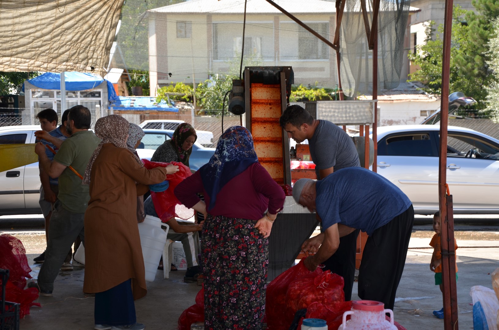 Afşin’de Salçalık Biber Telaşı Başladı (10)