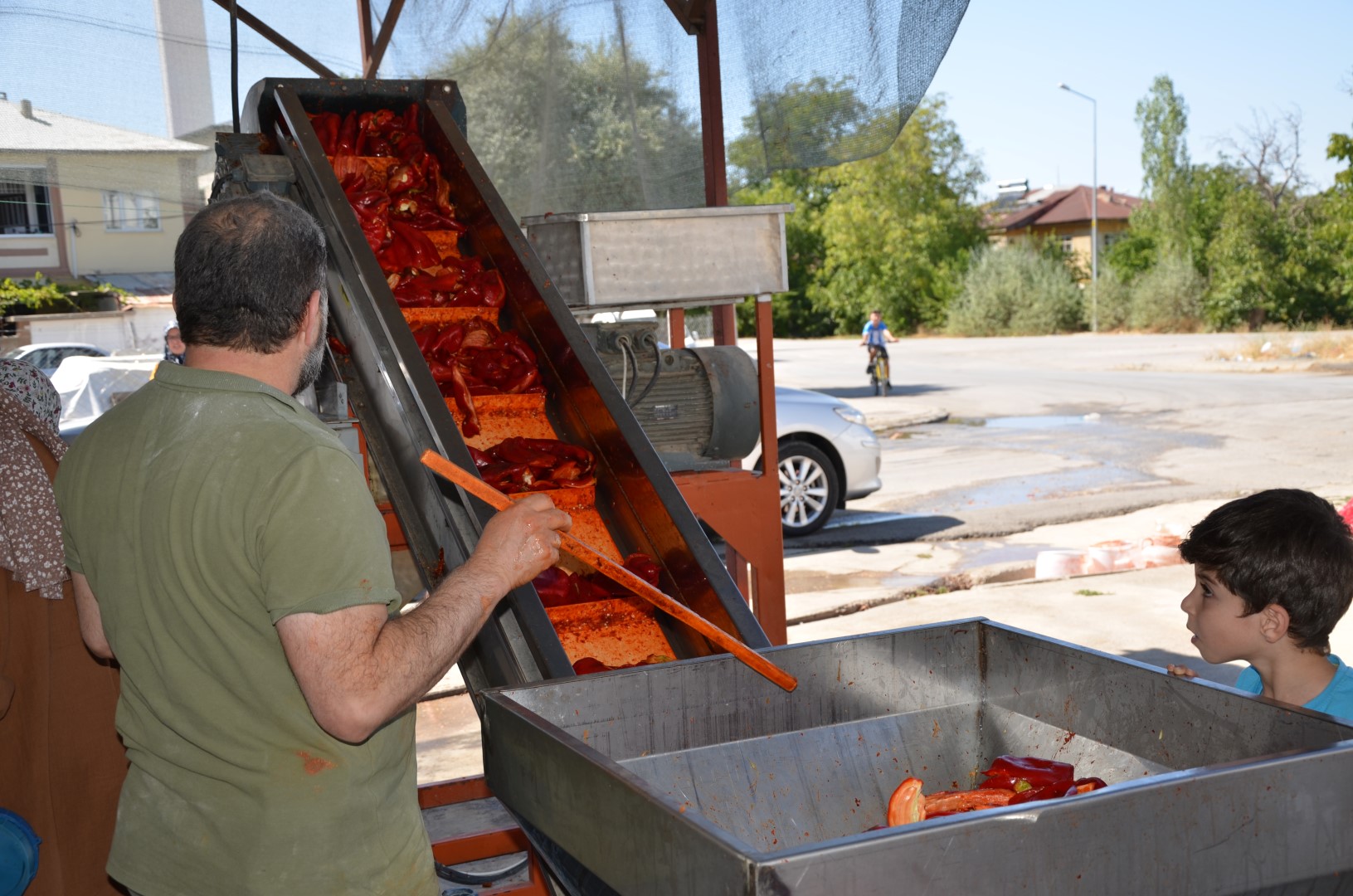 Afşin’de Salçalık Biber Telaşı Başladı (11)