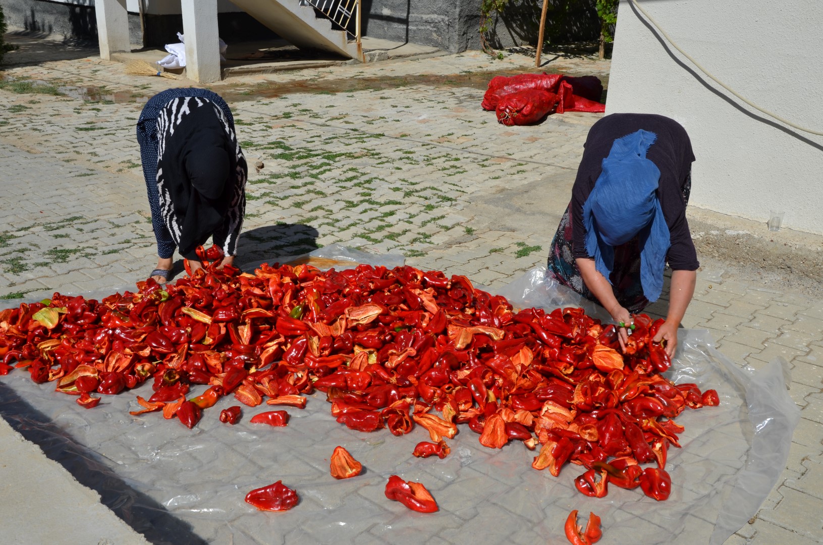 Afşin’de Salçalık Biber Telaşı Başladı (13)