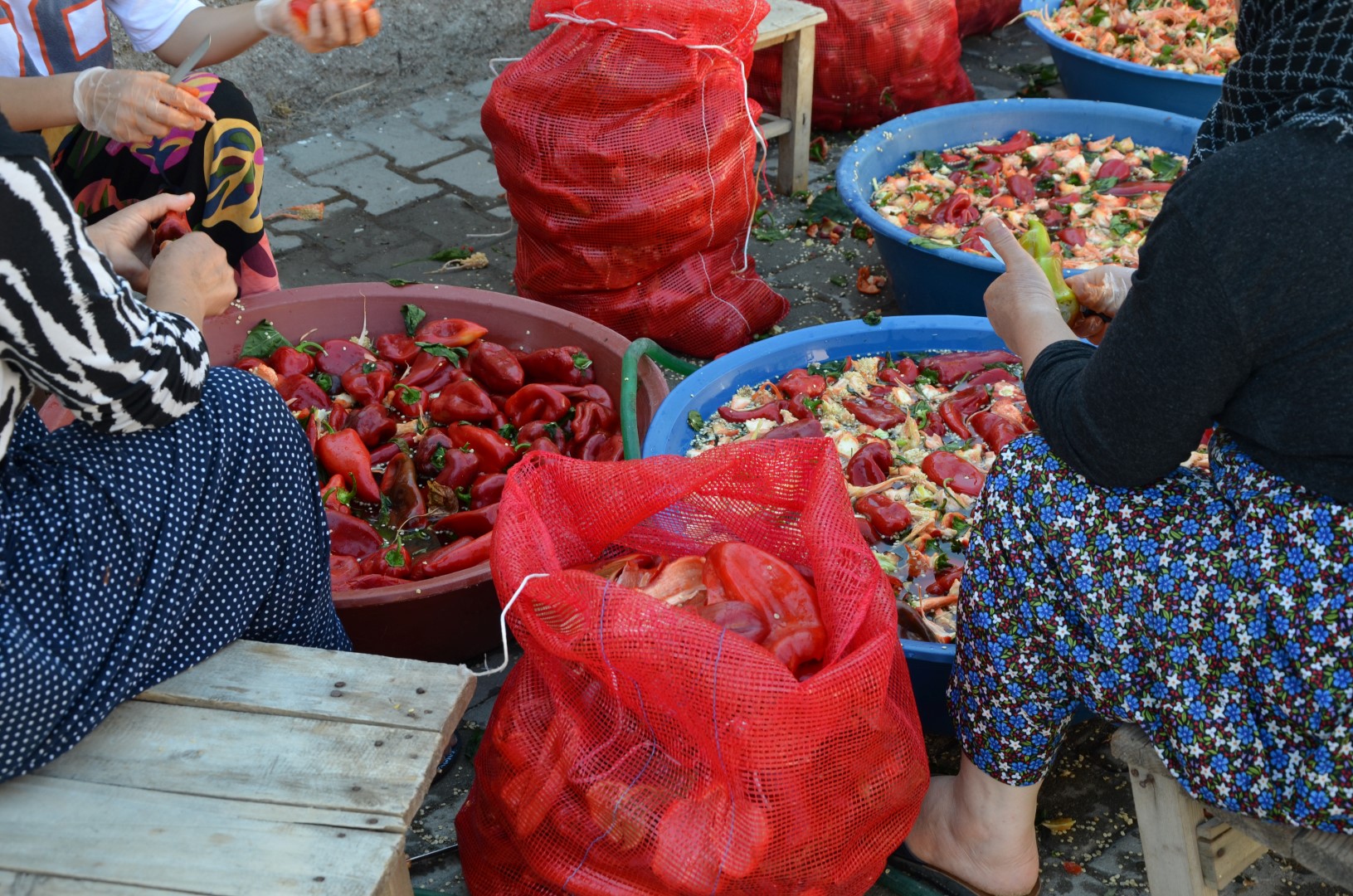 Afşin’de Salçalık Biber Telaşı Başladı (15)