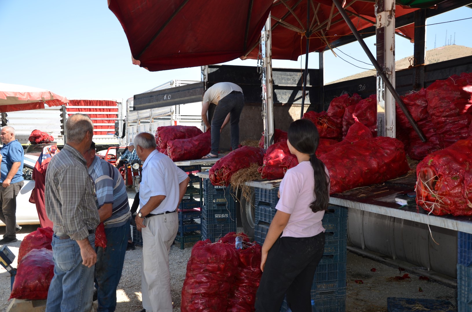 Afşin’de Salçalık Biber Telaşı Başladı (3)