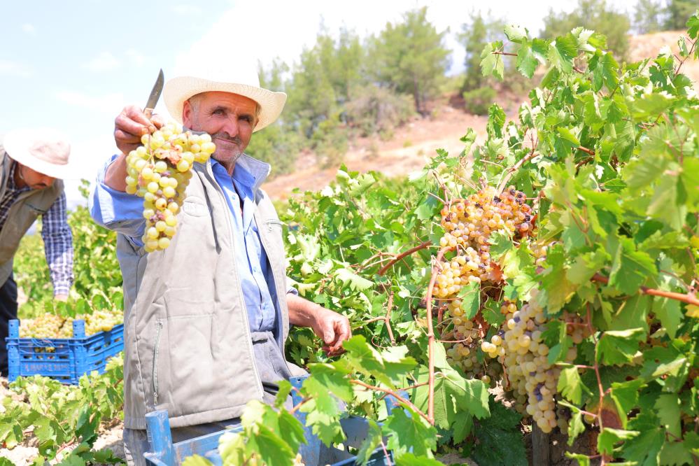 Kahramanmaraş'ta Şıra Telaşı Başladı 2