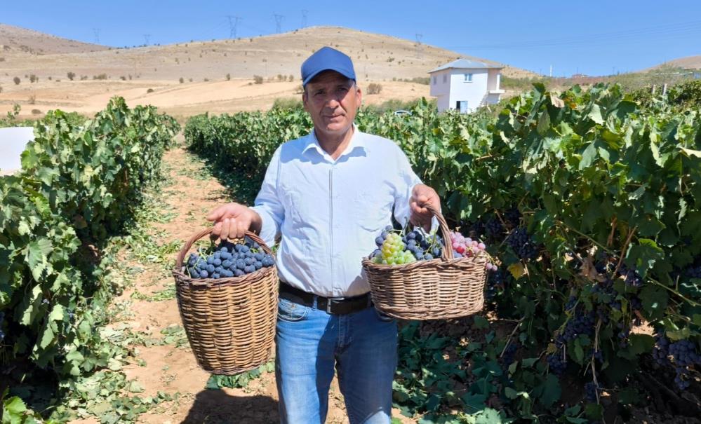 Kahramanmaraş'ta Televizyonda Gördü Yetiştirmeye Başladı, Şimdi 4 Ton Hasat Ediyor