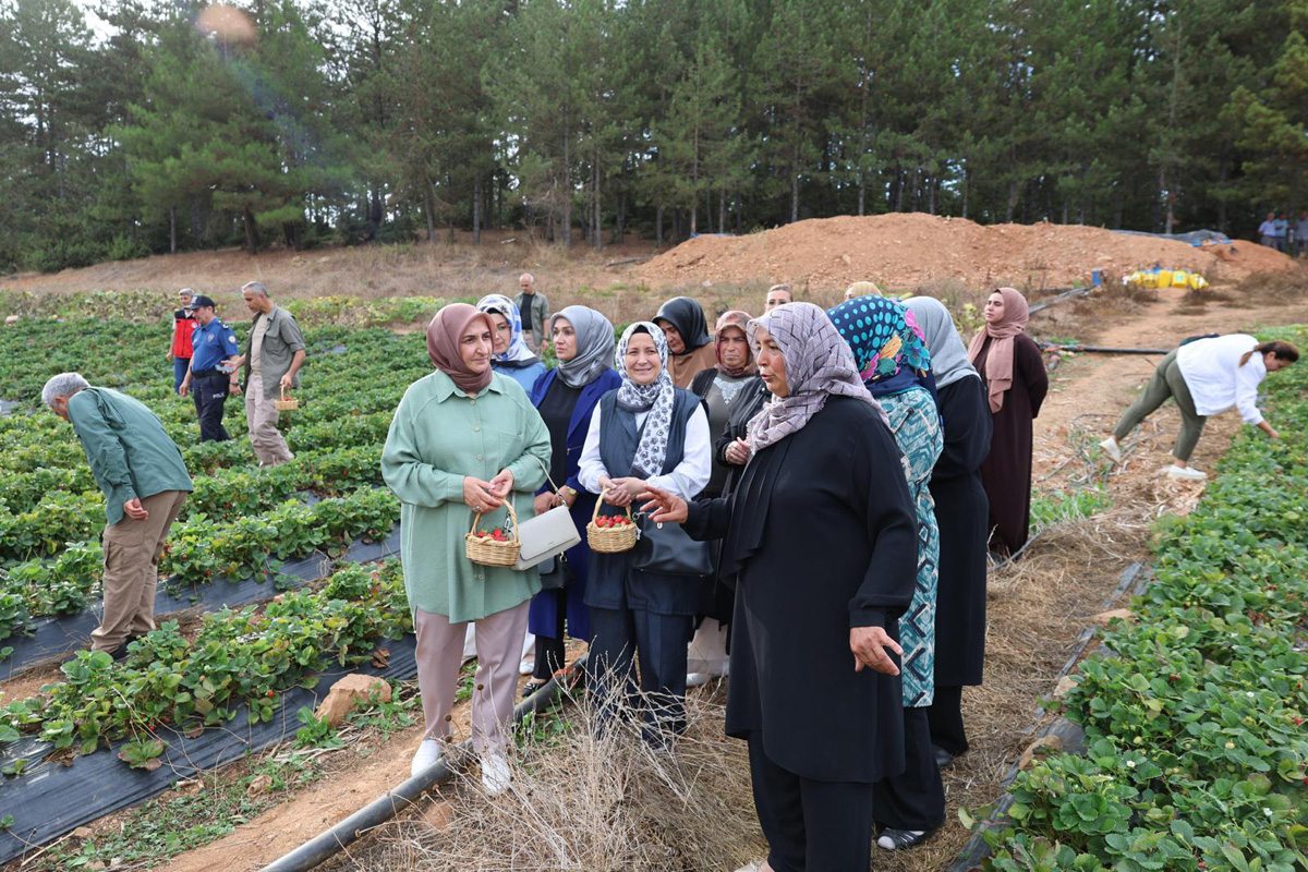 Türkoğlu İlçesi’nde Çilek Üreticileri Birliğine % 75 Hibe İle Ön Soğutmalı Çilek Soğuk Odası Yaptırıldı16