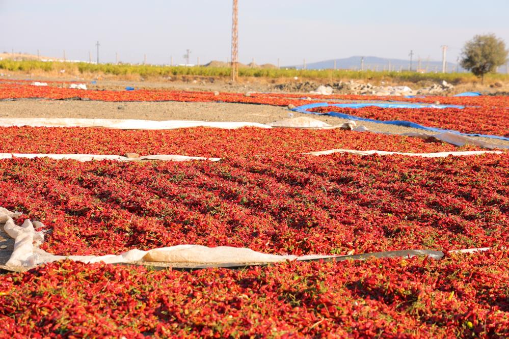 En Acı Hasat Maraş Biberinde Üretim 50 Bin Ton (6)