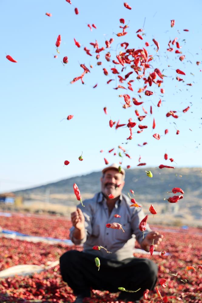 En Acı Hasat Maraş Biberinde Üretim 50 Bin Ton