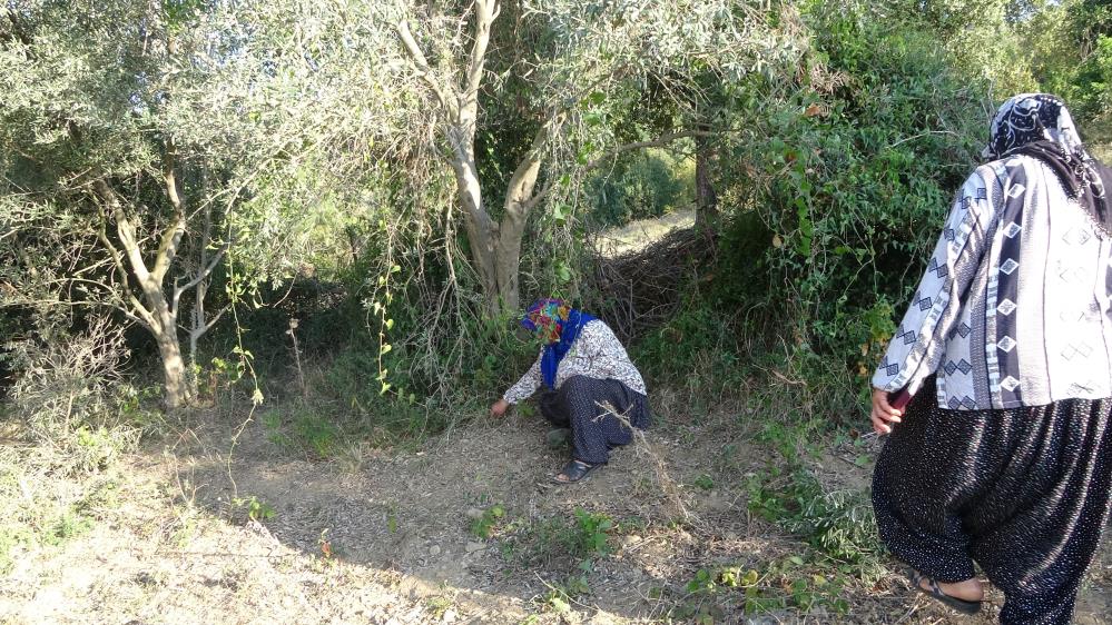 Kadınlara Karşı Soyunup Tartışan Kişi Zeytin Ağaçlarını Kesti Iddiası 4