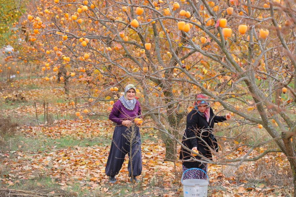 Bahçede 25, Markette 80 Lira 9