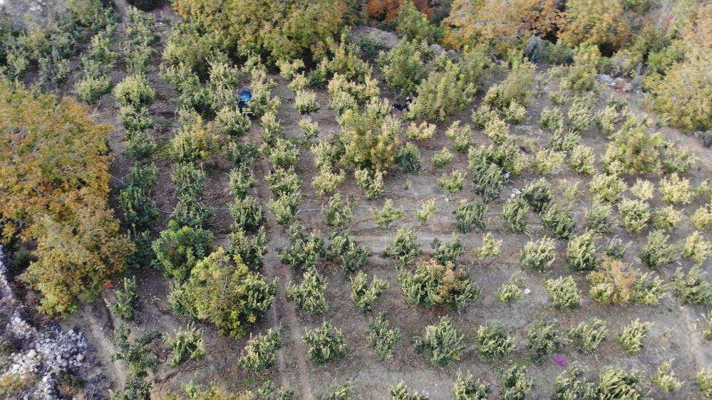 Kahramanmaraş'ta Ayva Hasadı 2