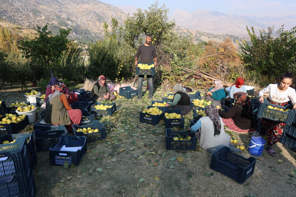 Kahramanmaraş'ta Ayva Hasadı 3