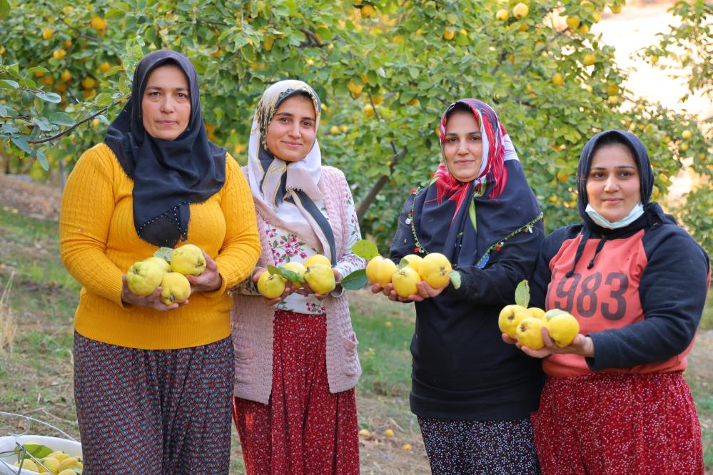 Kahramanmaraş'ta Ayva Hasadı 4