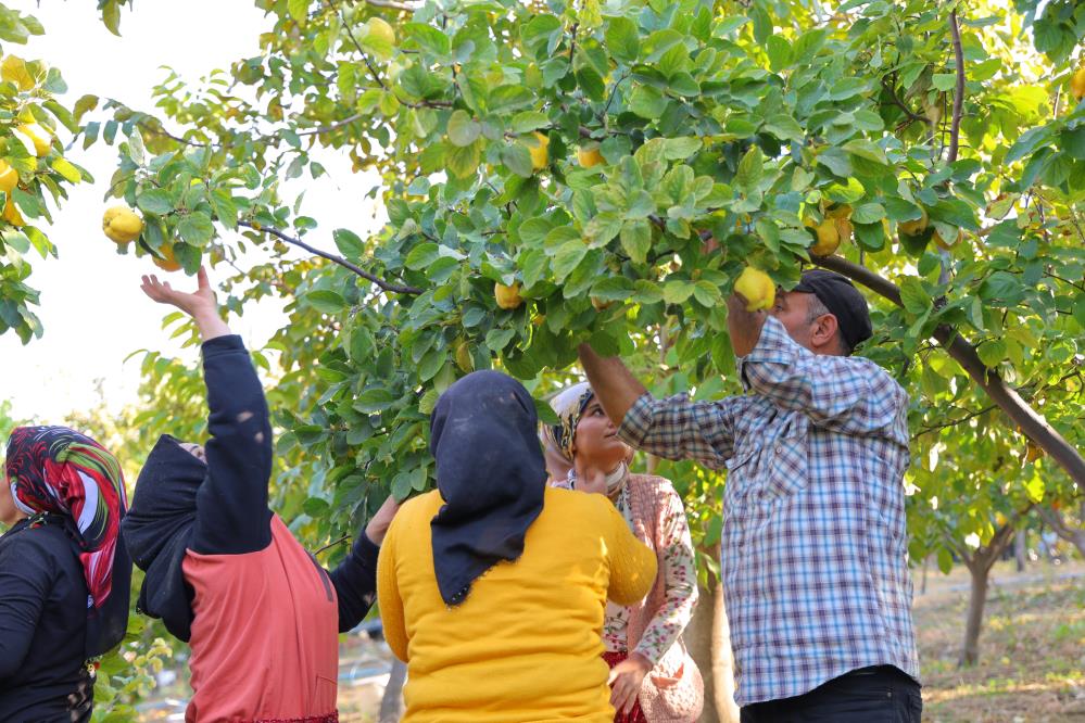 Kahramanmaraş'ta Ayva Hasadı 5